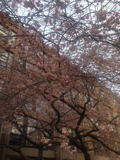 April in Manchester.. Love these pink flowers that only appear this time of the year
